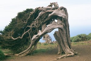 arbres courbés par le vent