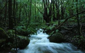 la forêt de Laurisilva