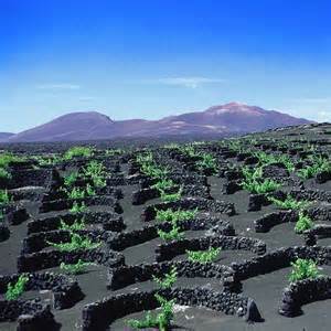 Vignes de la Geria